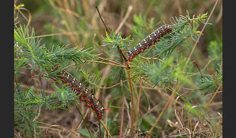 Wolfsmilchschwärmer (Hyles euphorbiae)