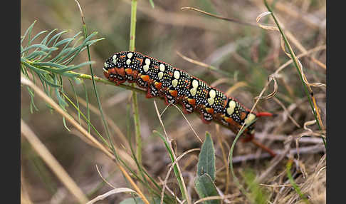 Wolfsmilchschwärmer (Hyles euphorbiae)