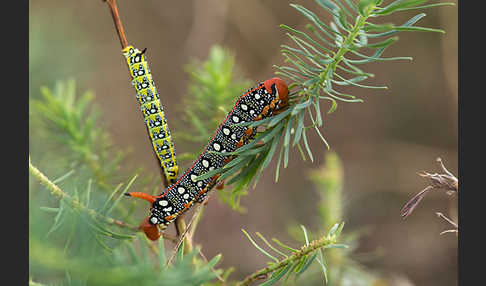 Wolfsmilchschwärmer (Hyles euphorbiae)