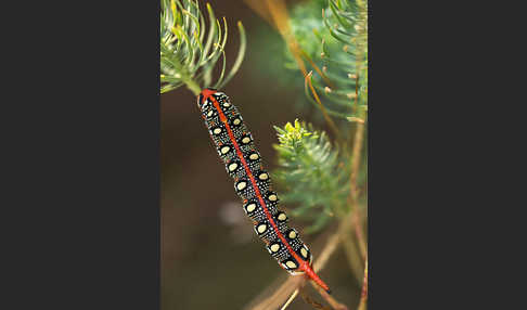 Wolfsmilchschwärmer (Hyles euphorbiae)