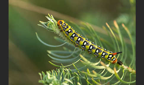 Wolfsmilchschwärmer (Hyles euphorbiae)