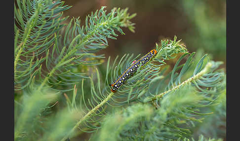 Wolfsmilchschwärmer (Hyles euphorbiae)