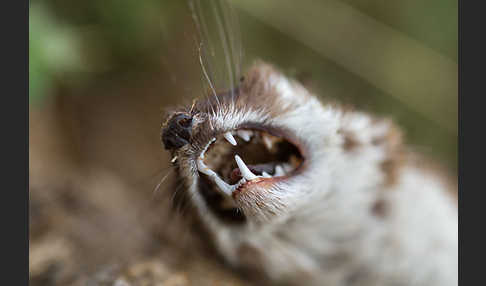 Mauswiesel (Mustela nivalis)