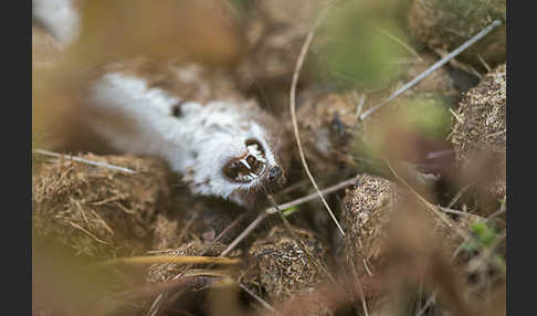 Mauswiesel (Mustela nivalis)