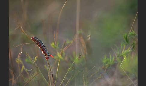 Wolfsmilchschwärmer (Hyles euphorbiae)