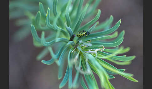 Wolfsmilchschwärmer (Hyles euphorbiae)