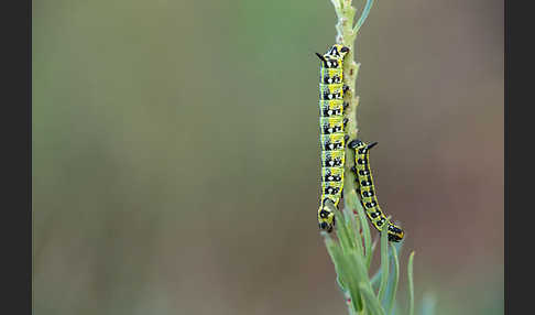 Wolfsmilchschwärmer (Hyles euphorbiae)