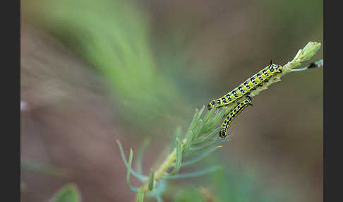 Wolfsmilchschwärmer (Hyles euphorbiae)