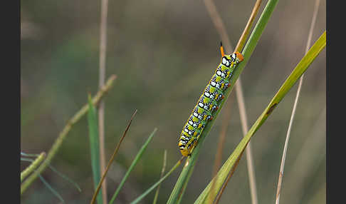 Wolfsmilchschwärmer (Hyles euphorbiae)