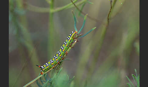 Wolfsmilchschwärmer (Hyles euphorbiae)