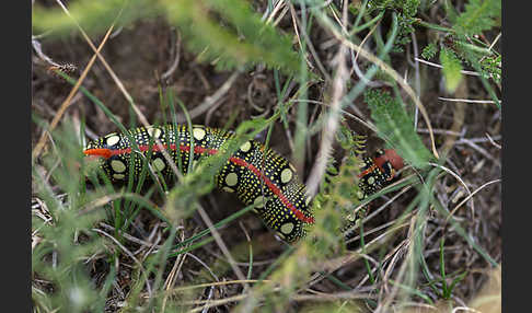 Wolfsmilchschwärmer (Hyles euphorbiae)