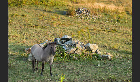 Konik (Equus caballus sspec.)