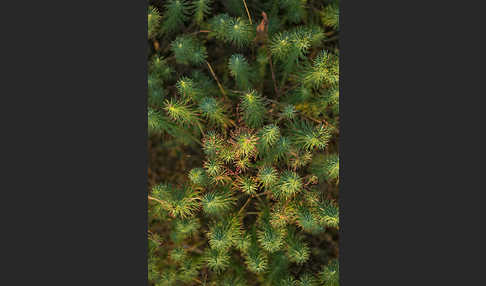 Zypressen-Wolfsmilch (Euphorbia cyparissias)