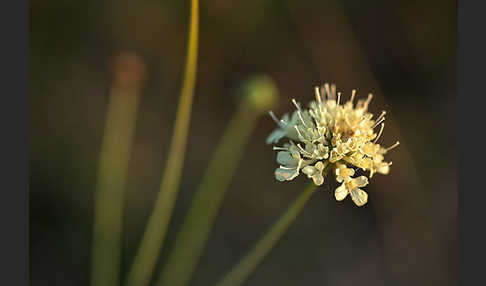 Gelbe Skabiose (Scabiosa ochroleuca)