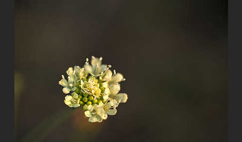 Gelbe Skabiose (Scabiosa ochroleuca)