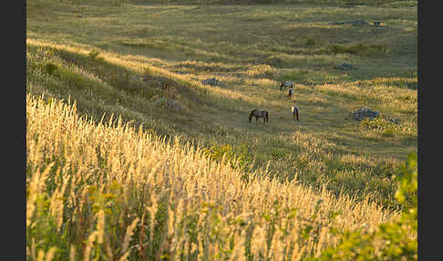 Konik (Equus caballus sspec.)