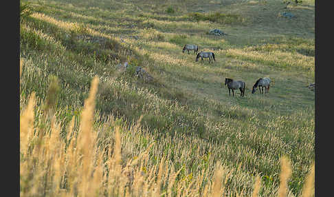 Konik (Equus caballus sspec.)