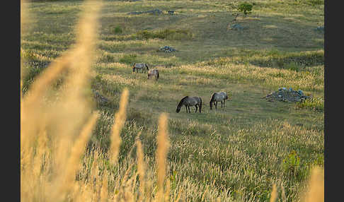 Konik (Equus caballus sspec.)