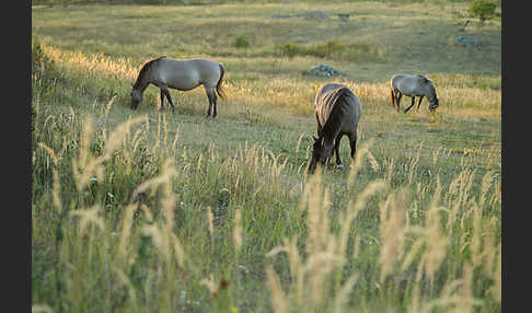 Konik (Equus caballus sspec.)