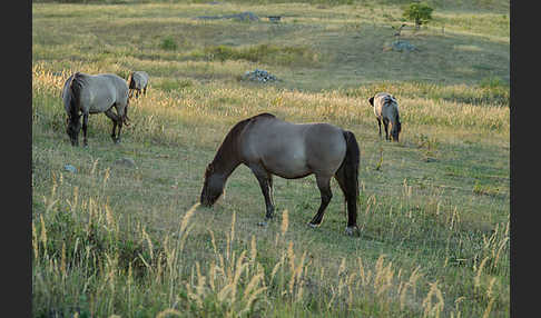 Konik (Equus caballus sspec.)