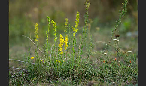 Echtes Labkraut (Galium verum)