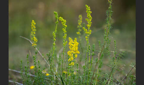 Echtes Labkraut (Galium verum)