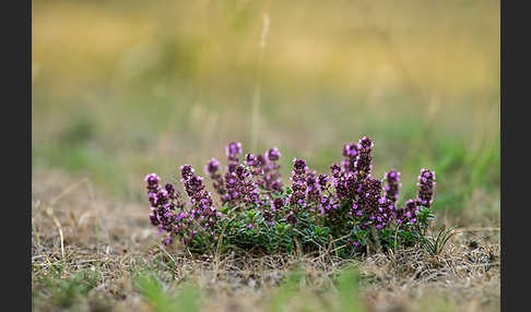 Gemeiner Thymian (Thymus pulegioides)