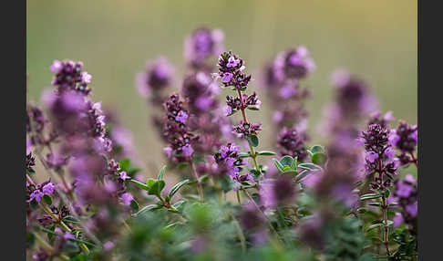 Gemeiner Thymian (Thymus pulegioides)