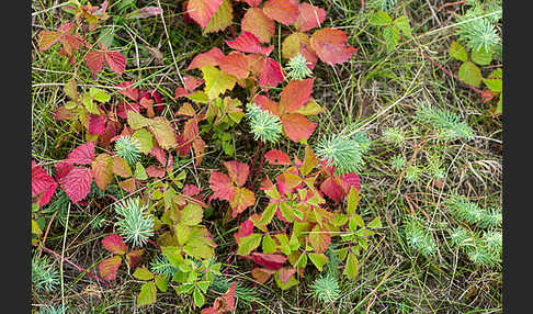 Zypressen-Wolfsmilch (Euphorbia cyparissias)