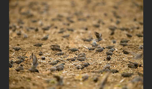 Star (Sturnus vulgaris)