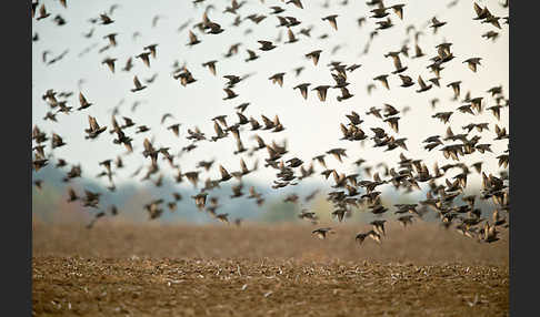 Star (Sturnus vulgaris)