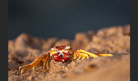 Krabbe spec. (Grapsus spec.)