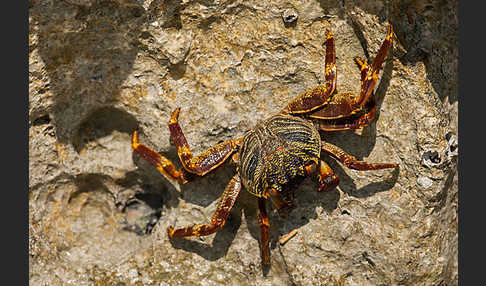 Krabbe spec. (Grapsus spec.)