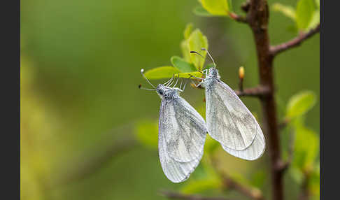 Senfweißling (Leptidea sinapis)