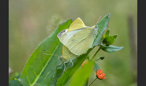 Kleiner Kohlweißling (Pieris rapae)