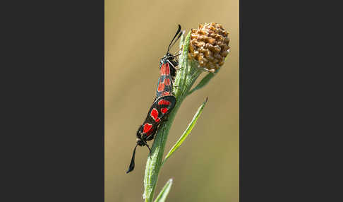 Esparsettenwidderchen (Zygaena carniolica)