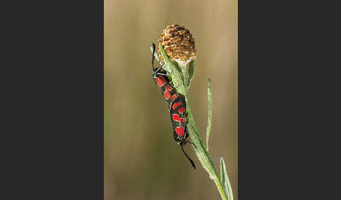 Esparsettenwidderchen (Zygaena carniolica)