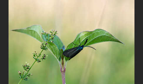 Dunkles Grünwidderchen (Rhagades pruni)