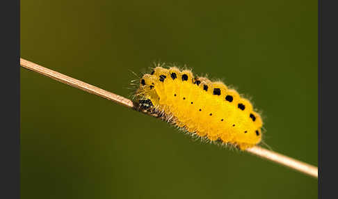 Veränderliches Widderchen (Zygaena ephialtes)