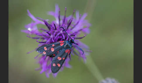 Veränderliches Widderchen (Zygaena ephialtes)