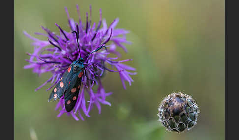 Veränderliches Widderchen (Zygaena ephialtes)