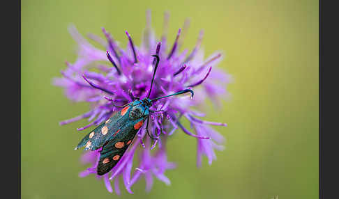 Veränderliches Widderchen (Zygaena ephialtes)