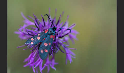 Veränderliches Widderchen (Zygaena ephialtes)