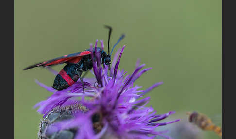 Veränderliches Widderchen (Zygaena ephialtes)