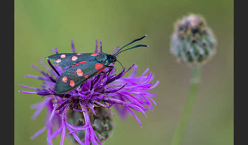 Veränderliches Widderchen (Zygaena ephialtes)