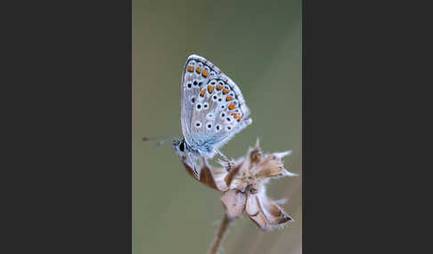 Gemeiner Bläuling (Polyommatus icarus)