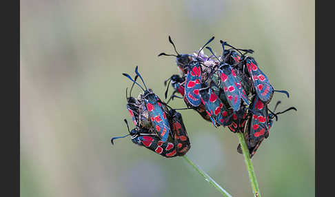 Esparsettenwidderchen (Zygaena carniolica)