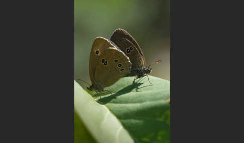 Schornsteinfeger (Aphantopus hyperantus)