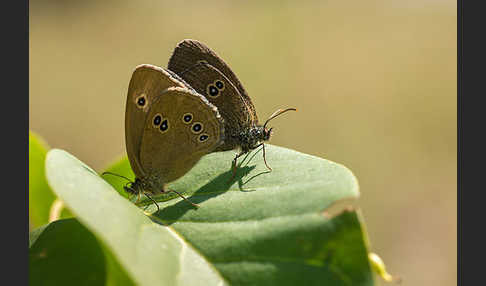 Schornsteinfeger (Aphantopus hyperantus)