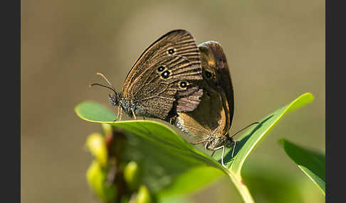 Schornsteinfeger (Aphantopus hyperantus)